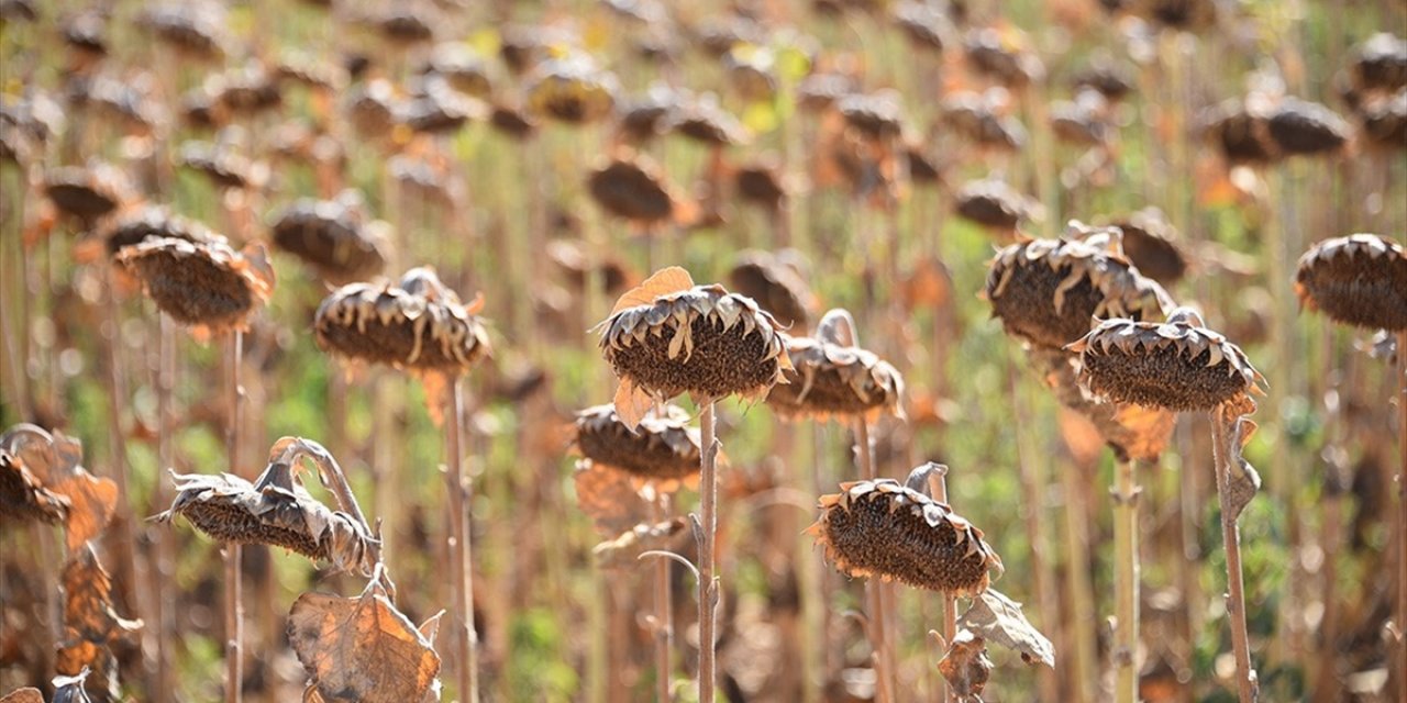 Yağlık Ayçiçeği Tohumu ve Ham Ayçiçeği Yağı İthalatında Açılan Tarife Kontenjanına Dair Esaslar Belirlendi