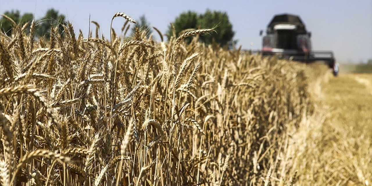 Rusya 55 Milyon Tonluk Tahıl İhracı Hedefliyor