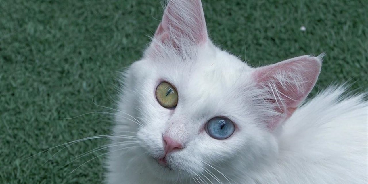 Koruma Altındaki Van Kedilerini 5 Yılda Yaklaşık 750 Aile Sahiplendi