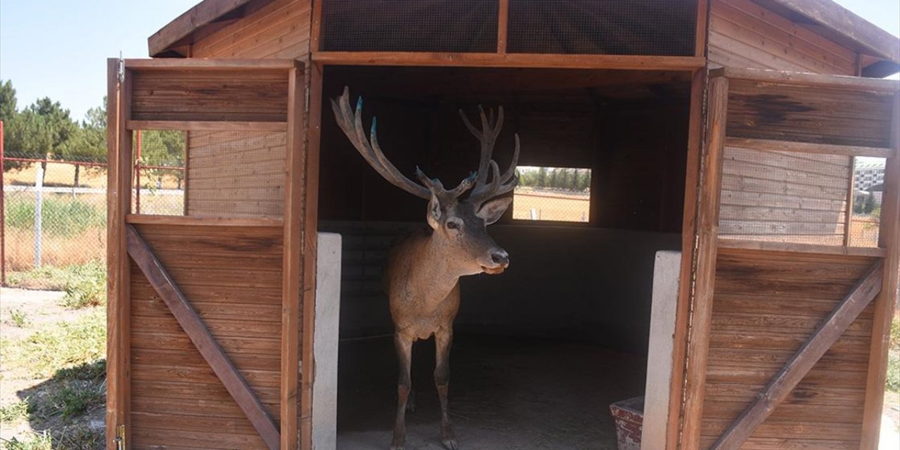 Afyonkarahisar'da Sürekli Kaza Riski Oluşturan Geyik, Hayvanat Bahçesinin Yeni Üyesi Oldu