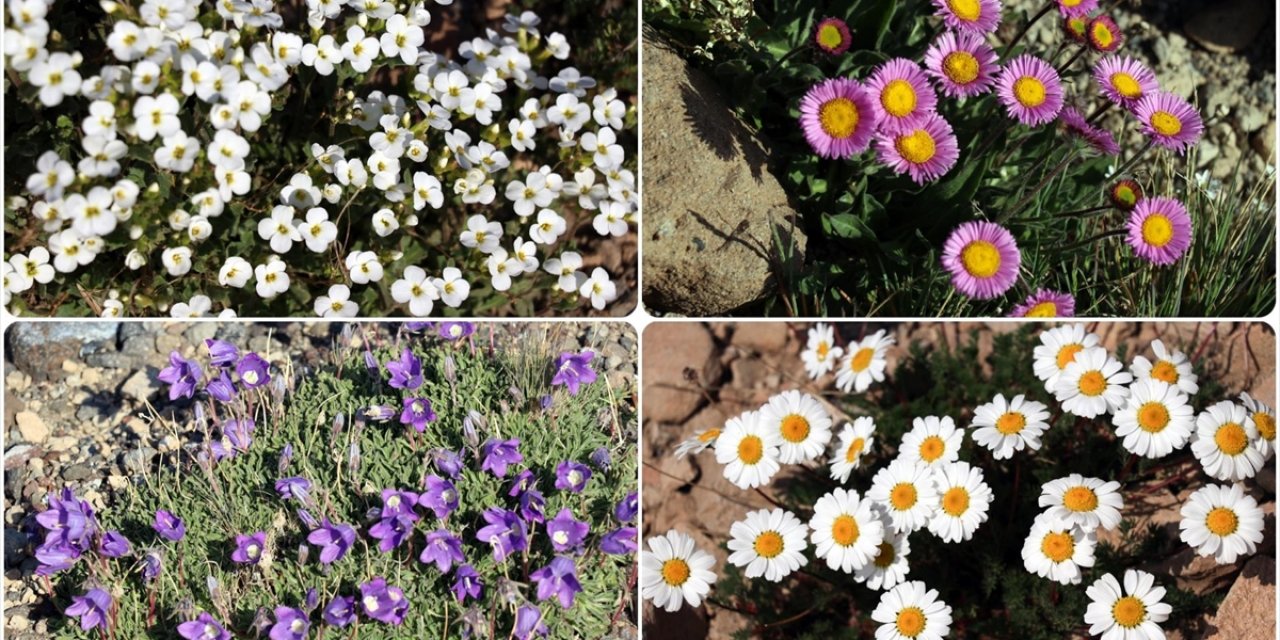 Süphan Dağı'nın Yüksek Kesimlerinde Rengarenk Çiçekler Açtı