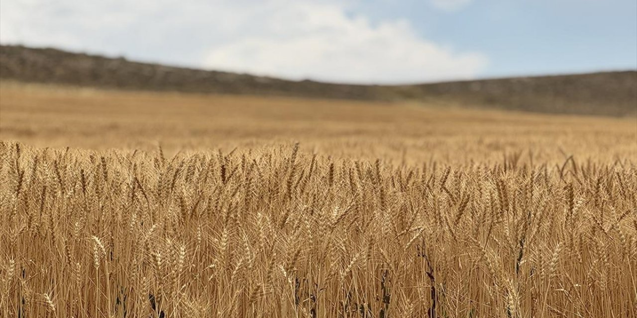 Konya Ovası'nda Buğdayda Yüzde 15, Arpada Yüzde 30 Rekolte Kaybı Bekleniyor