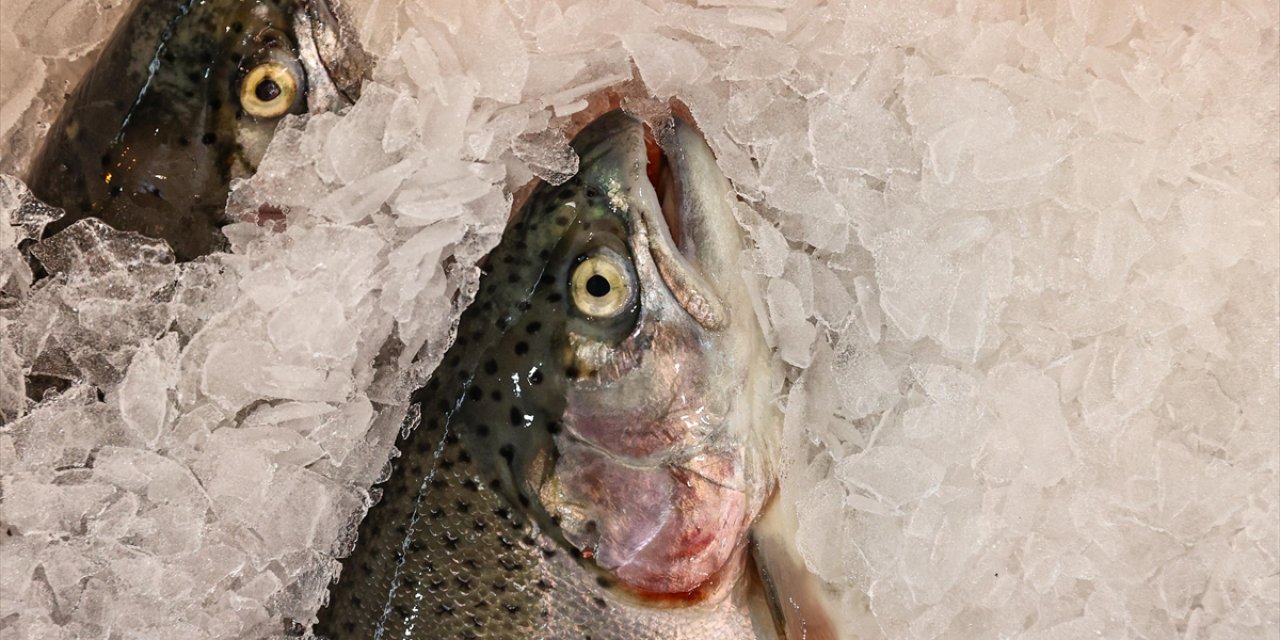 Doğu Karadeniz'den 81,5 Milyon Doları Aşan Türk Somonu İhracatı