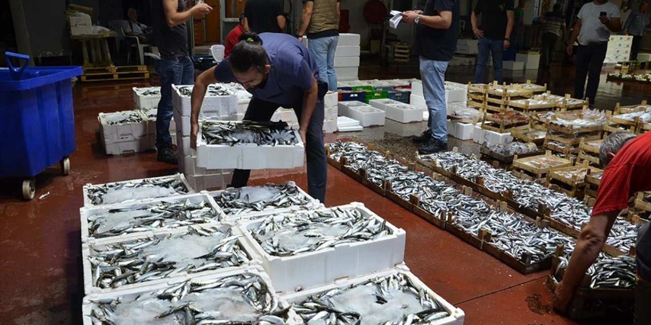 Kocaeli Ereğli Balık Hali'nde Balık Mezadı Hareketliliği Sürüyor