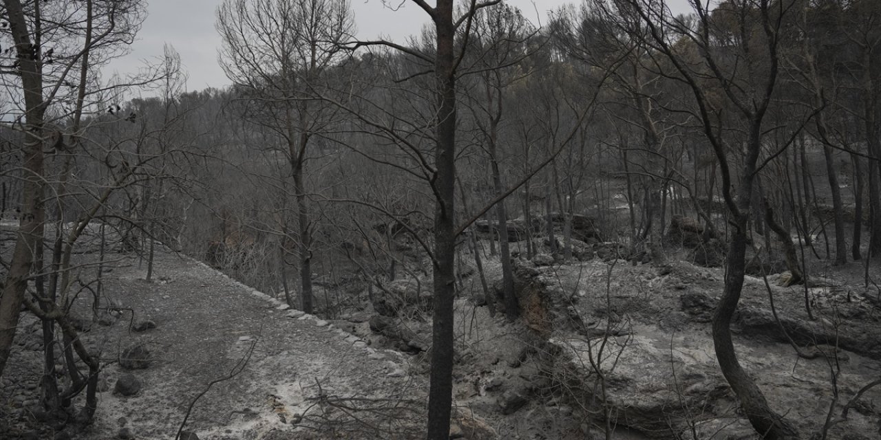 Portekiz ve İspanya Orman Yangınlarıyla Mücadele Ediyor