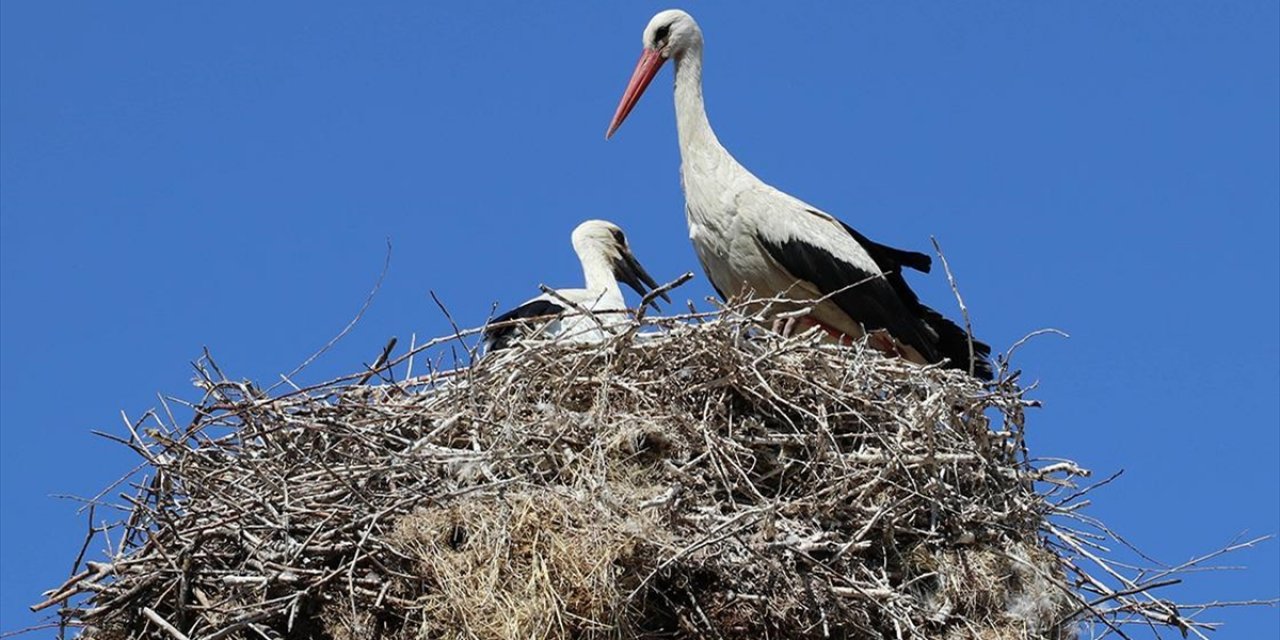 Amasya'nın "Leylekli Köyü" Bu Yıl da Özel Misafirlerini Ağırlıyor