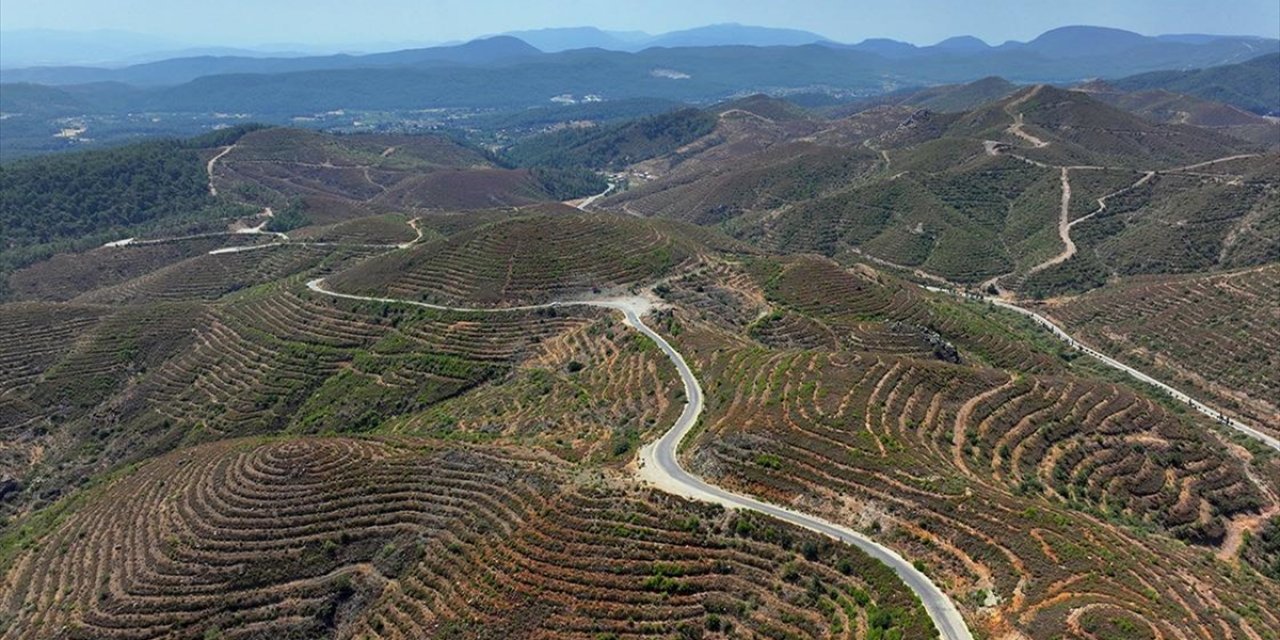 İzmir'de 6 Yıl Önce Yanan Ormanlık Alana Dikilen Fidanlar 2 Metreye Ulaştı