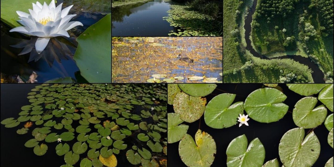 Acarlar Longozu Ziyaretçilerini Doğal Güzellikleri Keşfe Çıkarıyor