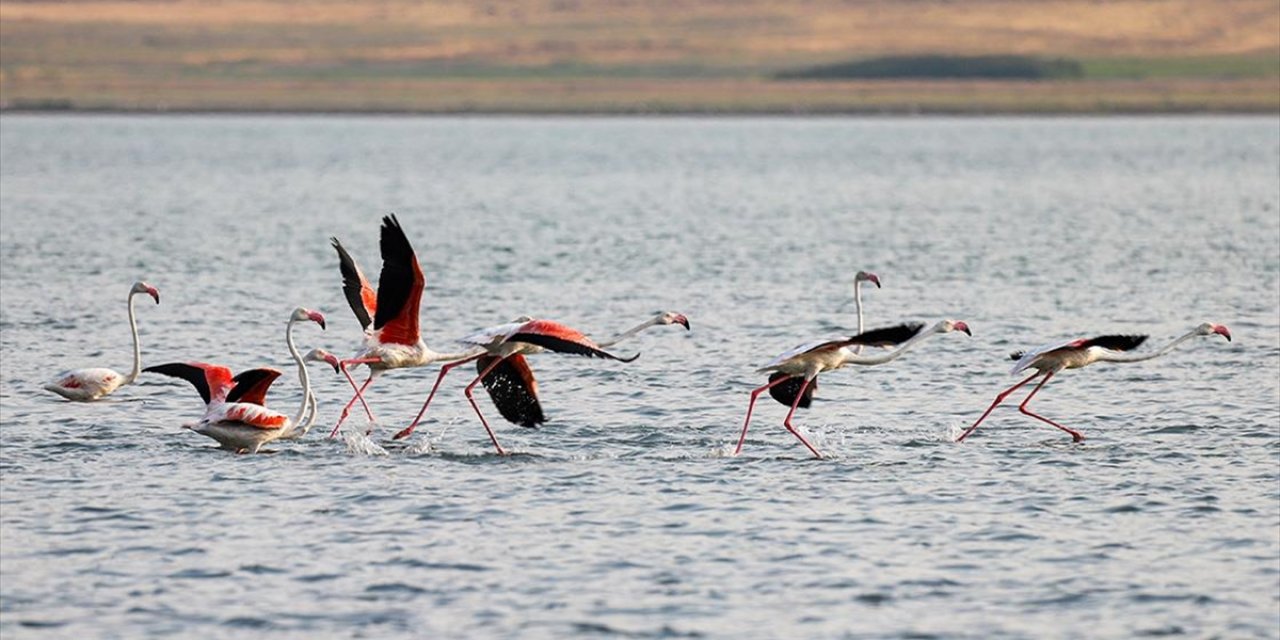 Flamingolar Van Gölü'ne Renk Katıyor