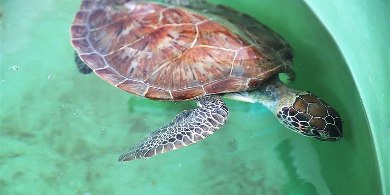 Uydu Cihazıyla İzlenen Caretta Caretta "Tuba" İkinci Dünya Turuna Hazırlanıyor