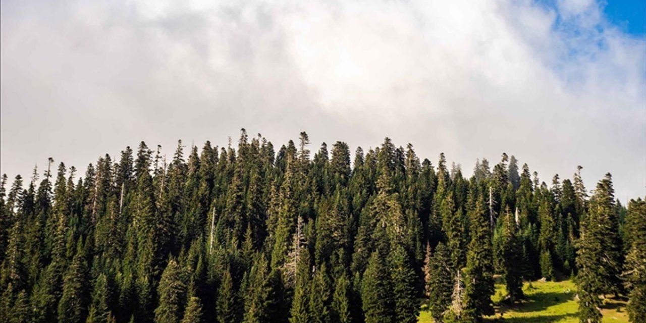 Alj Türkiye'den 1,4 Milyon Fidanlık Ağaçlandırma Seferberliği