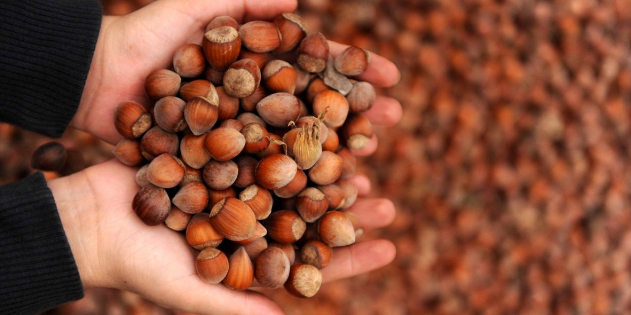 TMO, 2025-2026 Sezonu Kabuklu Fındık Alım Fiyatlarını Belirledi