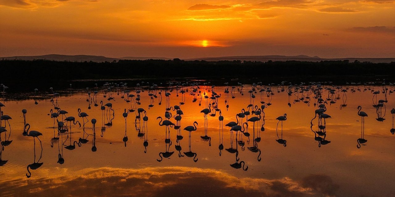 Van Gölü Havzası'nda Konaklayan Flamingolar Gün Batımıyla Güzel Görüntüler Oluşturdu