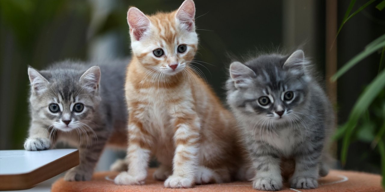 Bağımsız Karakteriyle Bilinen Kediler Çok Sayıda Kelime Öğrenebiliyor