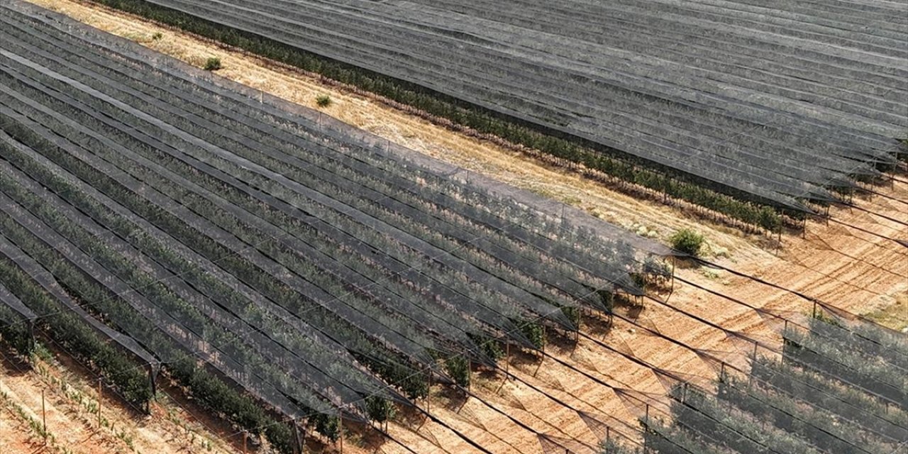 Meyve Ağaçlarını "Stresten Uzak Tutmak İçin" Aşırı Sıcaktan ve Susuzluktan Koruyun Uyarısı