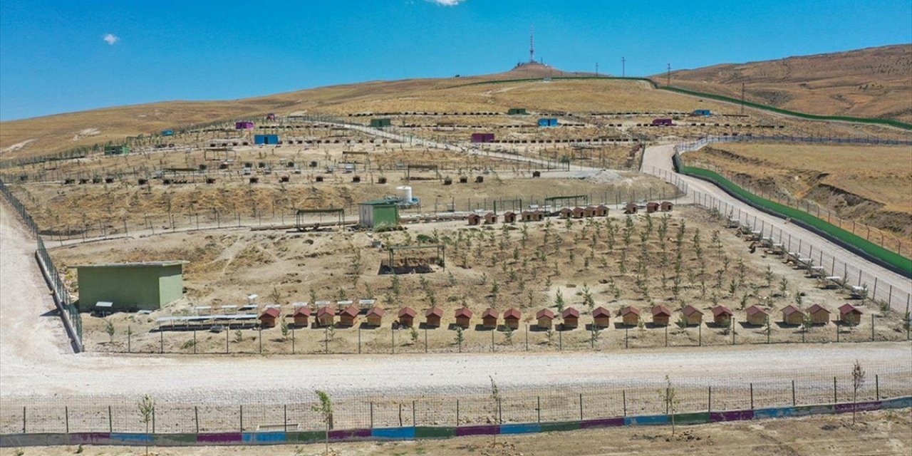 Sahipsiz Köpeklerin Barındırıldığı Doğal Yaşam Alanı 2 Bin Fidanla Yeşillendirildi