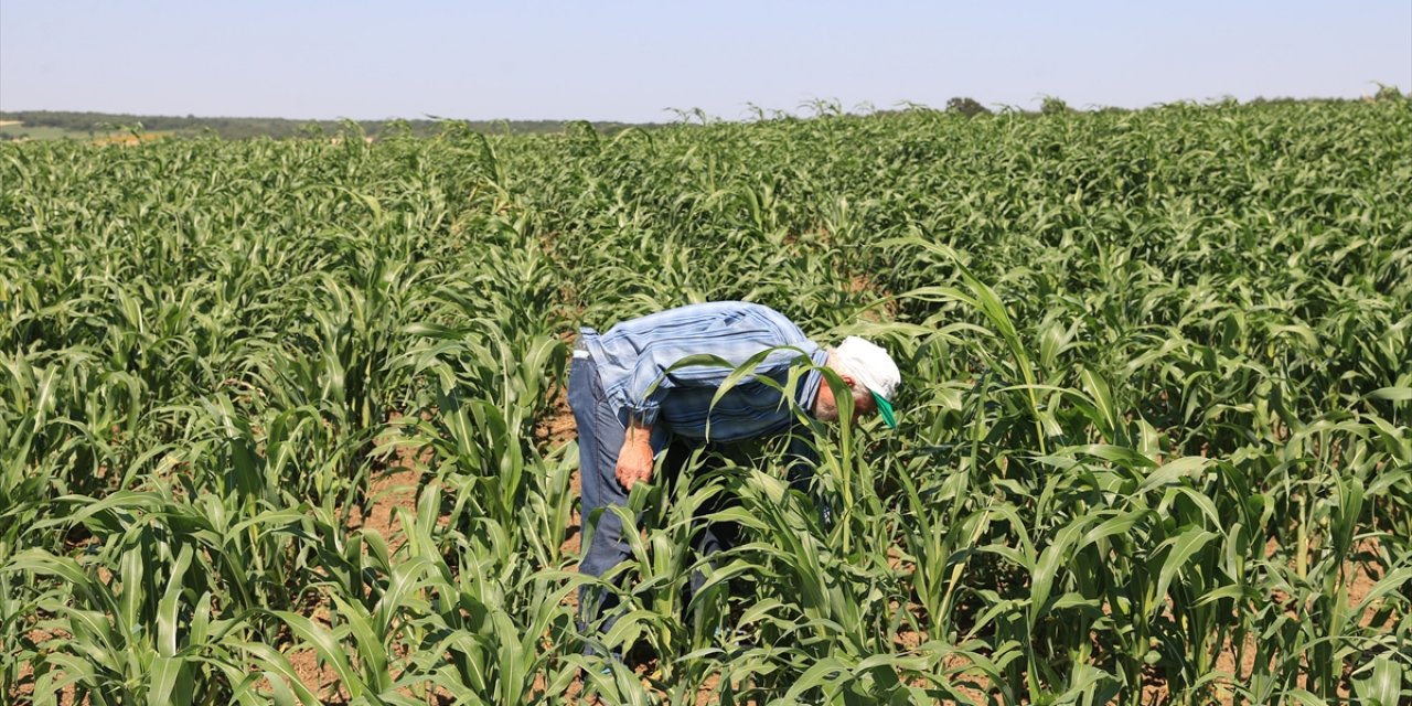 Edirne'de "Süpürge Otu" Üreticileri İhracatı Artırmayı Hedefliyor
