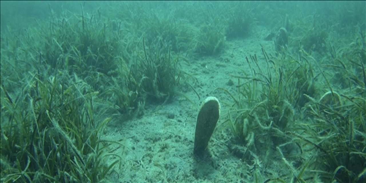 Deniz Suyunun Isınması ve Kirlilik İstilacı Yosunların Yayılmasına Neden Oluyor