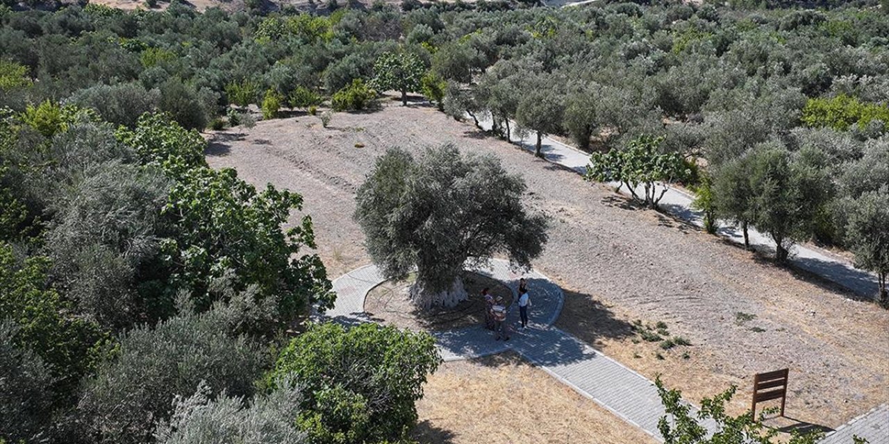 Yıllara Meydan Okuyan 1316 Yaşındaki Anıt Ağaç Zeytin Vermeye Devam Ediyor