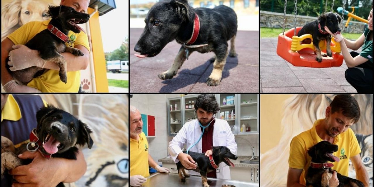Zifte Saplanmış Bulunan Köpek Yavrusu Uzman Ellerde Hayata Tutundu