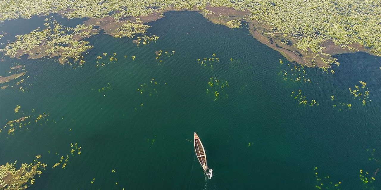 Deniz Suyunun Isınması ve Kirlilik İstilacı Yosunların Yayılmasına Neden Oluyor