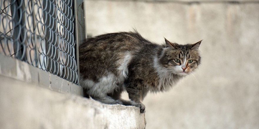 Haytap Yönetim Kurulu Başkanı Şenpolat: Türkiye Hayvan Haklarında Sınıfta Kalıyor