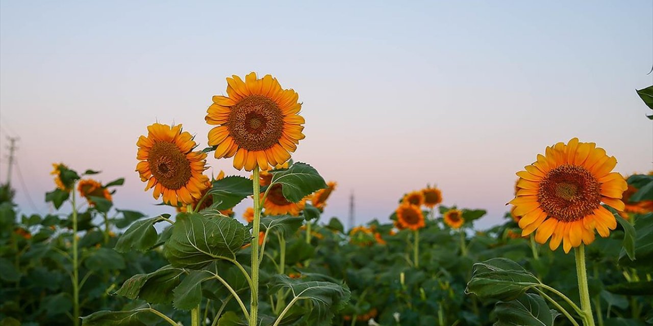 Uşak'ta Ayçiçeği Ekim Alanı 5 Yılda 4 Kat Artarak 40 Bin 700 Dekara Çıktı