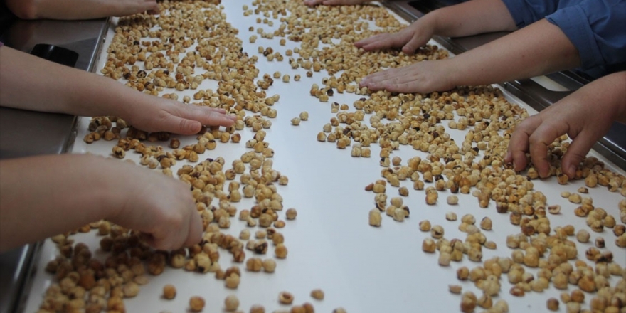 Fındık İhracatından Bir Ayda 296,3 Milyon Dolar Gelir