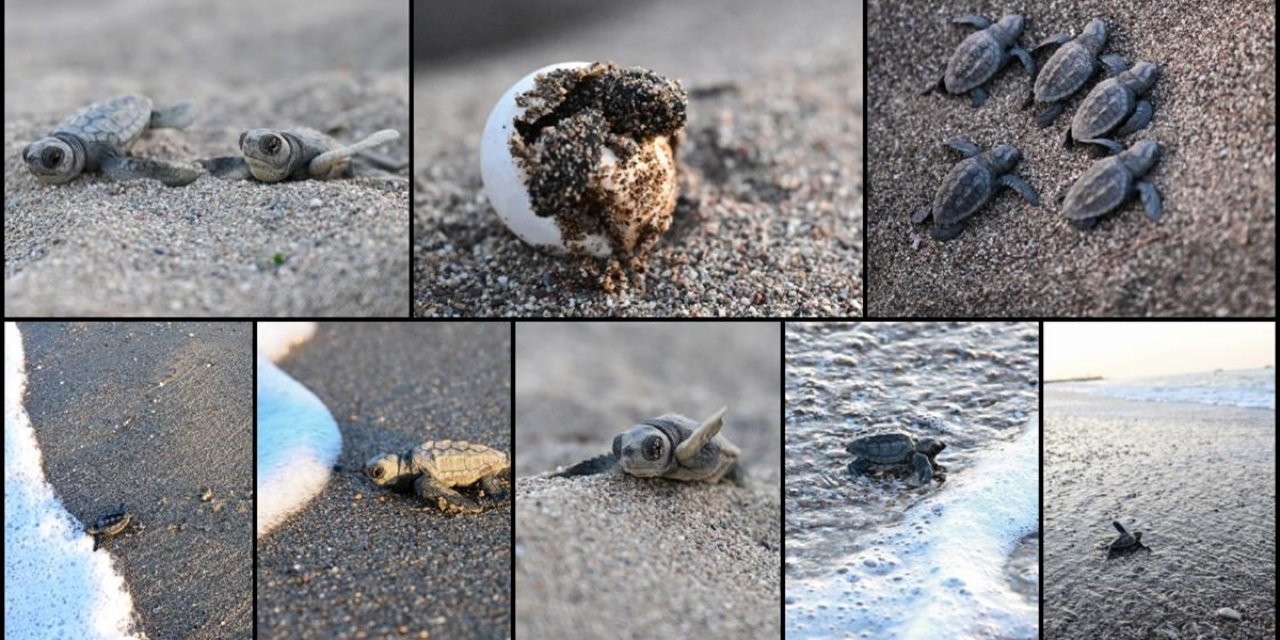 Antalya'da Caretta Caretta Yavrularının Denizle Buluşmaları Görüntülendi