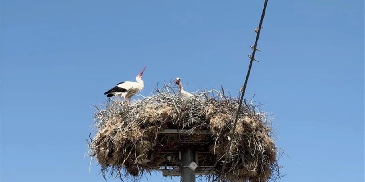 Yaren Leyleğin Yavruları Göç Yolculuğuna Başladı