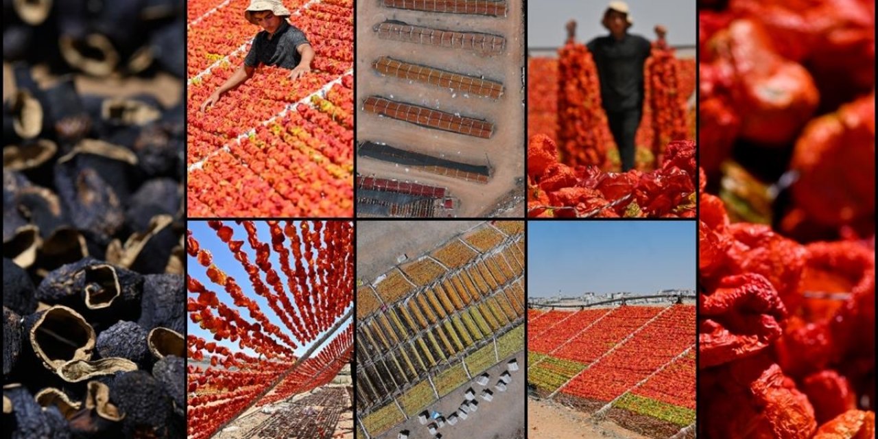 Gaziantep'te Kurutmalık Sezonunda Tepeler Kırmızı, Mor ve Yeşile Büründü