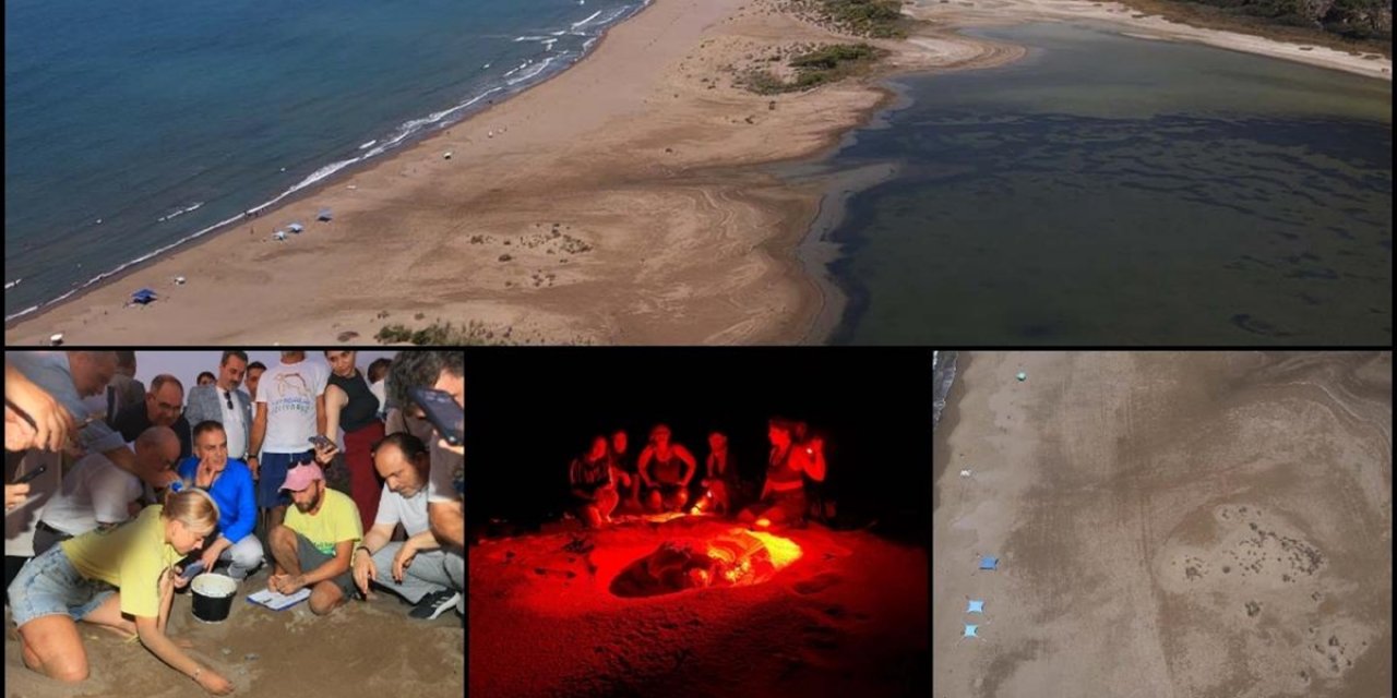 Caretta Carettalara Ev Sahipliği Yapan İztuzu Sahili'nde Yuva Sayısı 800'e Ulaştı