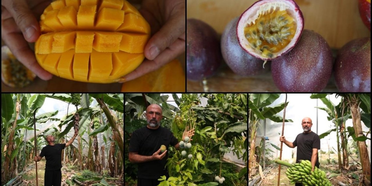 Alanya'da 40'ın Üzerinde Tropikal Meyve Üretiliyor