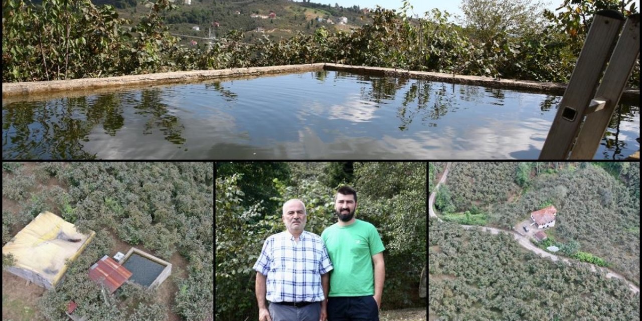 Giresun'da Fındık Bahçesine Damla Sulama Sistemi Kuran Baba Oğul Verimi İki Kat Artırdı