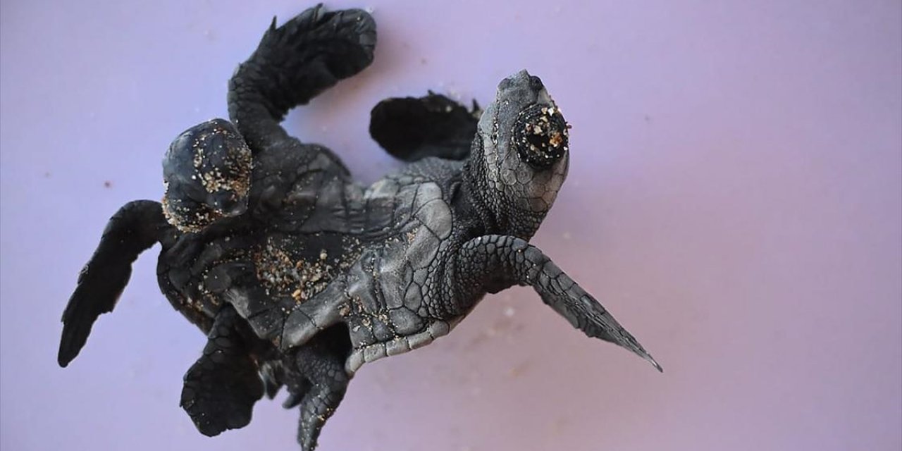 Antalya'da Siyam İkizi Yavru Caretta Caretta Görüntülendi