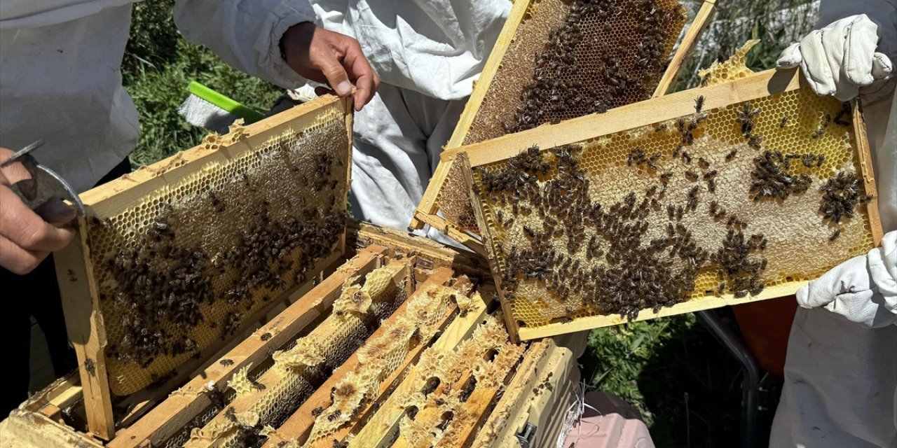 Coğrafi İşaretli Ardahan Çiçek Balının Hasadı Bereketli Başladı