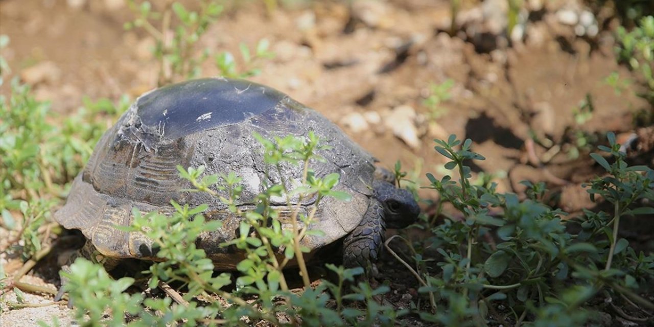 Kırık Kabuğu Ahşap Ustasının Dokunuşuyla Onarılan Kaplumbağa Doğaya Salındı