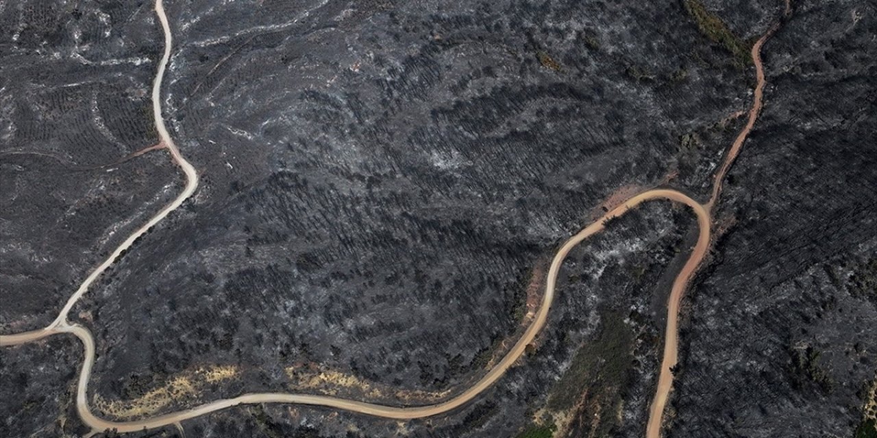 Orman Mühendislerinden Yanan Alanlara İlişkin "Ekolojik Denge" Uyarısı