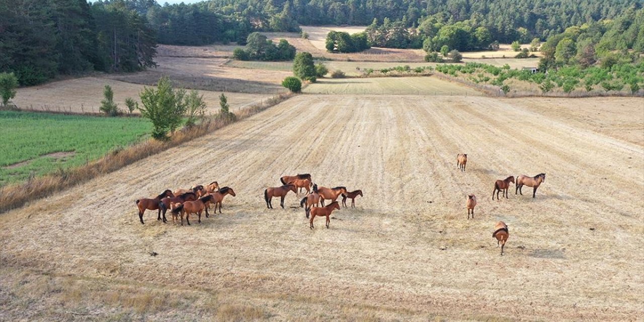 Bolu Dağı'ndaki Yılkı Atları Taylarıyla Görüntülendi