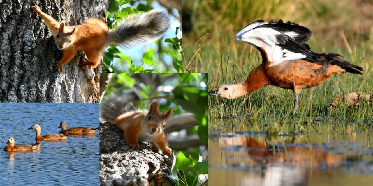 Sarıkamış'ın Doğası Yaban Hayvanlarıyla Renklendi