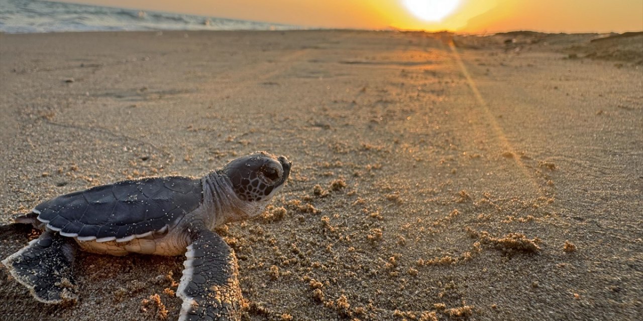 Belek Sahillerinde Kaplumbağa Yavrularının Denizle Buluştuğu Zorlu Yolculuk Görüntülendi