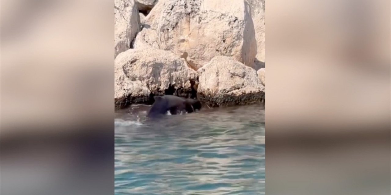 Antalya'da Kayalıklara Sıkışan Balina Yavrusu Kurtarıldı