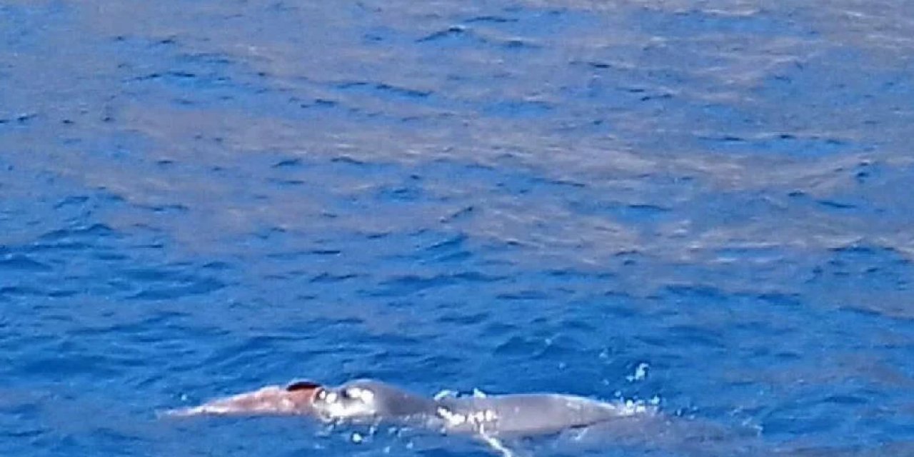 Datça'da Sahilde Dinlenen Fok İçin Bölgeye Güvenlik Şeridi Çekildi