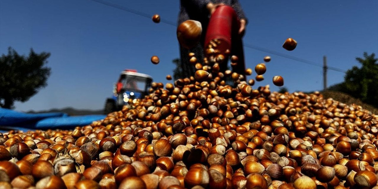 Patozcu Baba Kız, Fındık Hasadı Döneminde Yoğun Mesaide