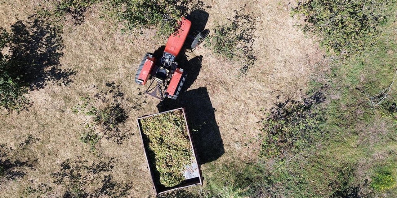 Bafra Ovası'nda Fındık Hasadına Devam Ediliyor