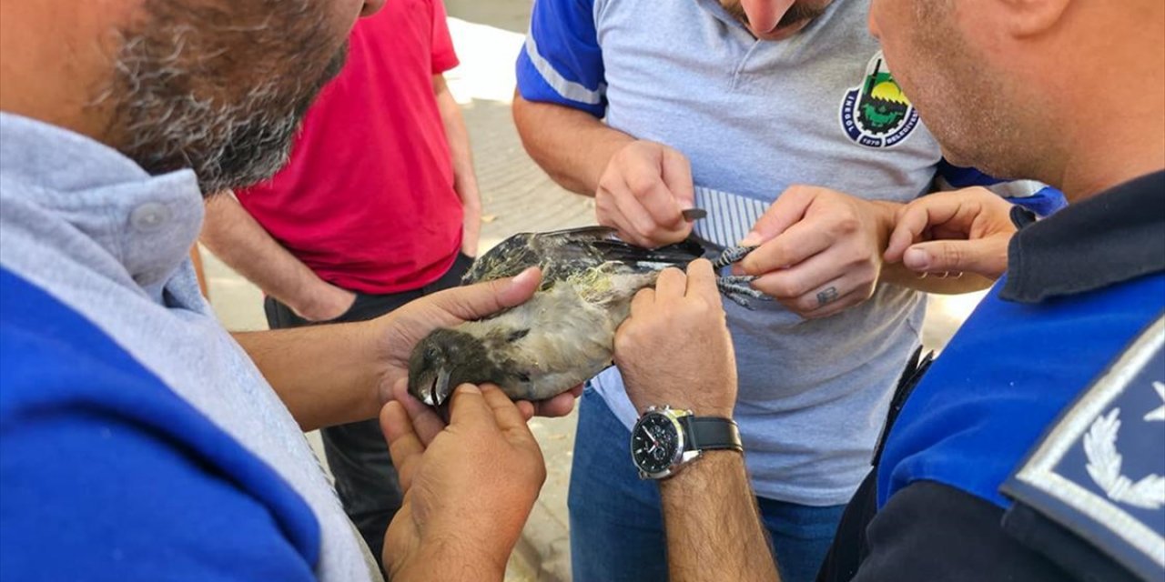 Bursa'da Bacağı İpe Dolandığı İçin Ağaçta Mahsur Kalan Kargayı İtfaiye Kurtardı