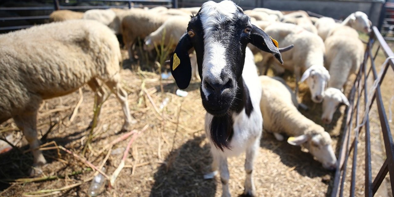 Şap Hastalığına Yönelik Yüksek Aşılama Oranına Ulaşılan 24 İlde Hayvan Pazarları Tekrar Açıldı