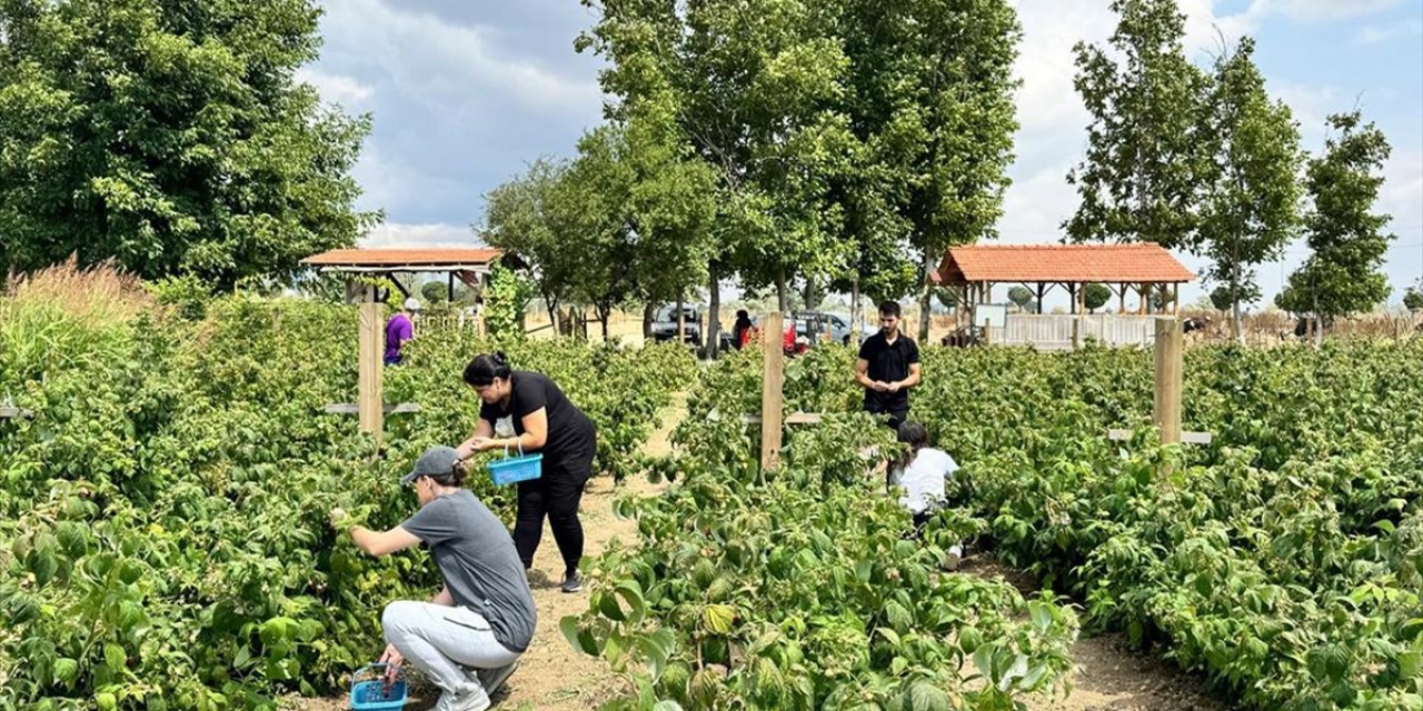 Kurduğu Meyve Bahçesiyle Hem Kendi Hem Mahalleli İş Sahibi Oldu