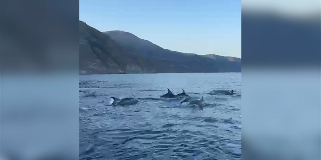 Tekirdağ'da Balıkçı Teknesine Eşlik Eden Yunuslar Görüntülendi