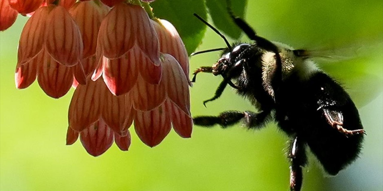 Yaban Arıları, Koloni İhtiyacına Ve Mevsim Değişikliğine Göre Beslenme Alışkanlıklarını Düzenliyor